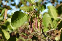 Alnus glutinosa