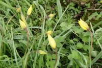 Tulipa sylvestris