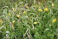 Tulipa sylvestris