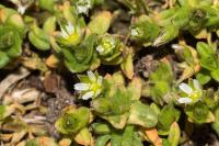 Cerastium semidecandrum