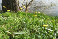 Tulipa sylvestris subsp. sylvestris