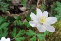Anemone nemorosa
