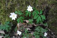 Anemone nemorosa