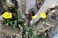 Ranunculus acris