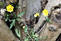Ranunculus acris