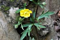 Ranunculus acris