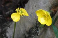 Ranunculus acris