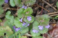Glechoma hederacea
