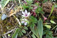 Erodium cicutarium