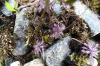 Draba verna