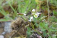 Draba verna