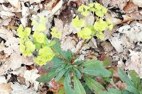 Euphorbia amygdaloides