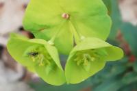 Euphorbia amygdaloides