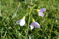 Cardamine pratensis
