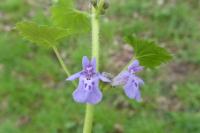 Glechoma hederacea