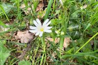 Rabelera holostea