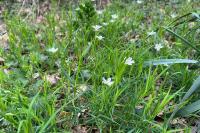 Rabelera holostea