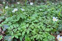 Anemone nemorosa