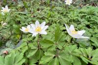 Anemone nemorosa
