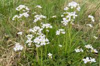 Cardamine pratensis