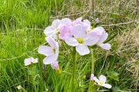 Cardamine pratensis
