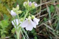 Cardamine pratensis