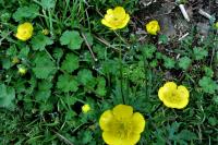 Ranunculus bulbosus