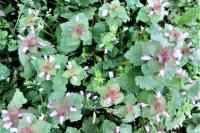 Lamium purpureum