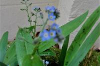 Myosotis arvensis