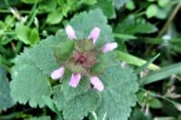 Lamium purpureum