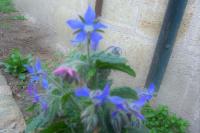 Borago officinalis