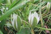 Ornithogalum divergens