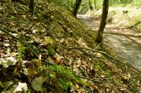 Polystichum aculeatum