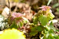 Lamium hybridum