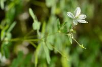 Isopyrum thalictroides