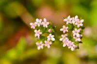 Valerianella eriocarpa