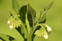 Symphytum officinale