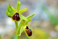 Ophrys virescens