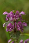 Lamium maculatum