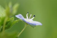 Veronica persica