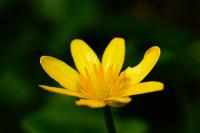 Ficaria verna