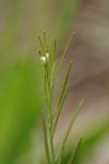 Cardamine hirsuta