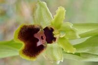Ophrys virescens