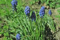 Muscari neglectum