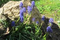 Muscari neglectum