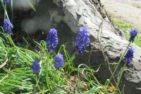 Muscari neglectum