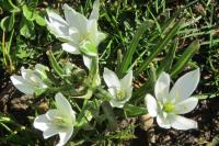 Ornithogalum divergens