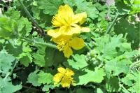 Chelidonium majus