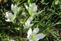 Ornithogalum divergens