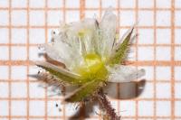 Cerastium pumilum